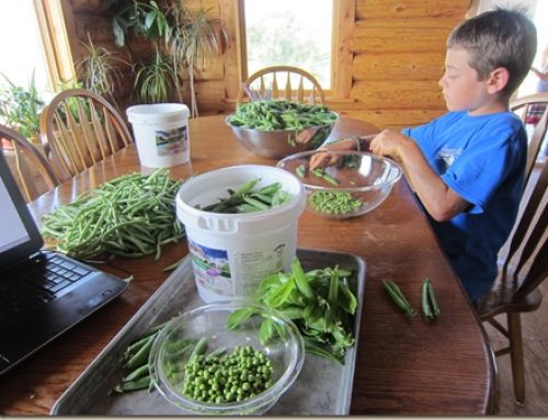 Picking Peas